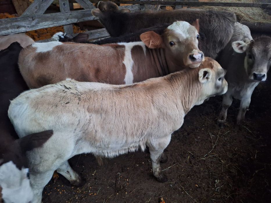 Vand vitei și vitele