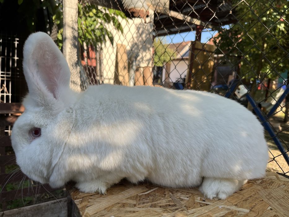 femele neozeelandez alb