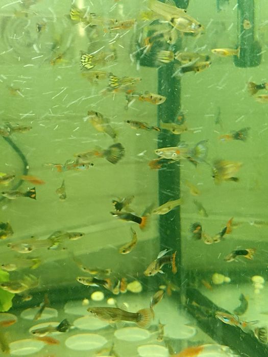 Гуппи продам от 50 шт