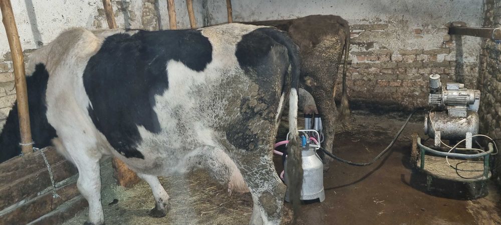 Продавам крави прясно отелени и бременни