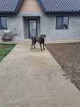 Femela Cane Corso