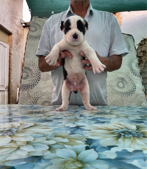 Щенок Алабая ( туркменский ) чистокровный )