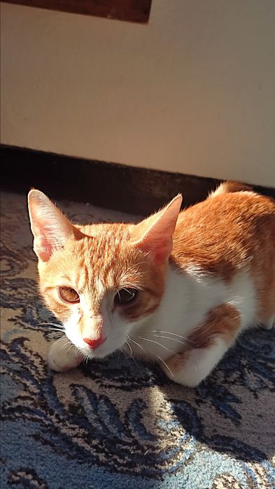 motănel portocaliu spre adoptie!