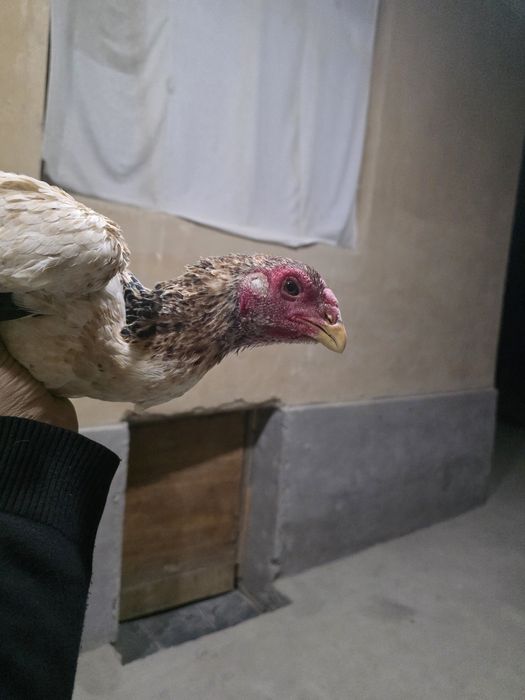 Dakan tovuq srpchni sotiladi