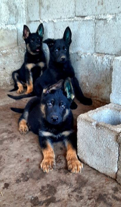 Питомник  немецких  овчарок