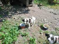 Ofer spre adoptie 2 catei Ciobanesc Carpatin, fetita si baiat