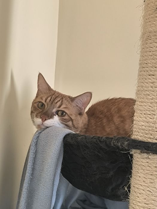 Женско коте търси дом