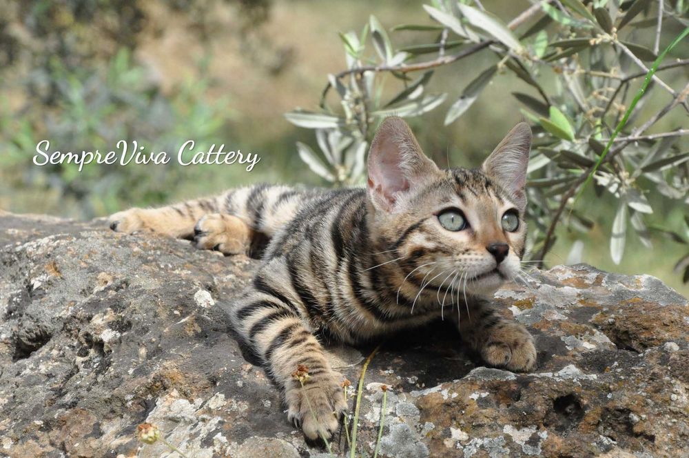 Бенгалско коте женско