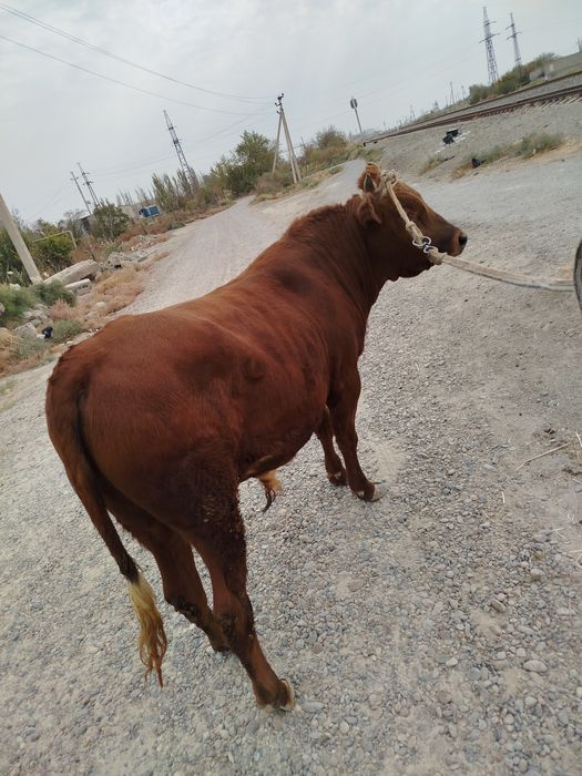 Сотилди учириб булмаяпти