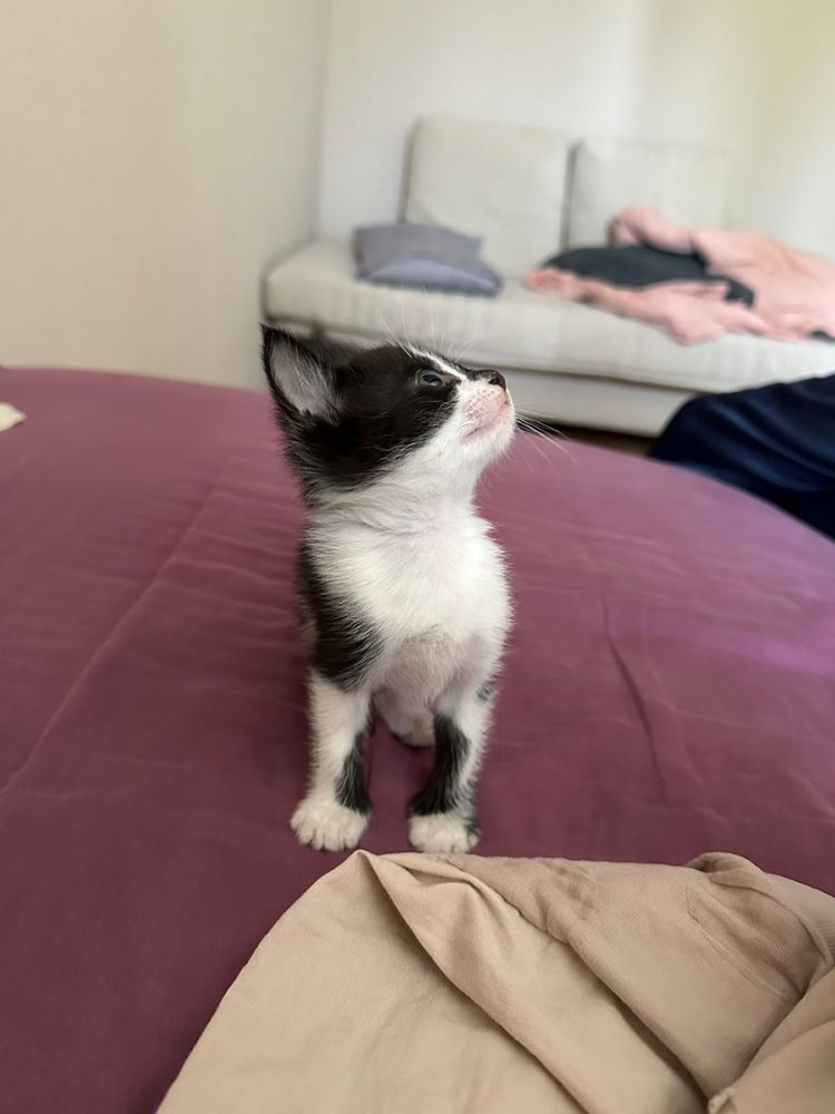 Котеночек, девочка