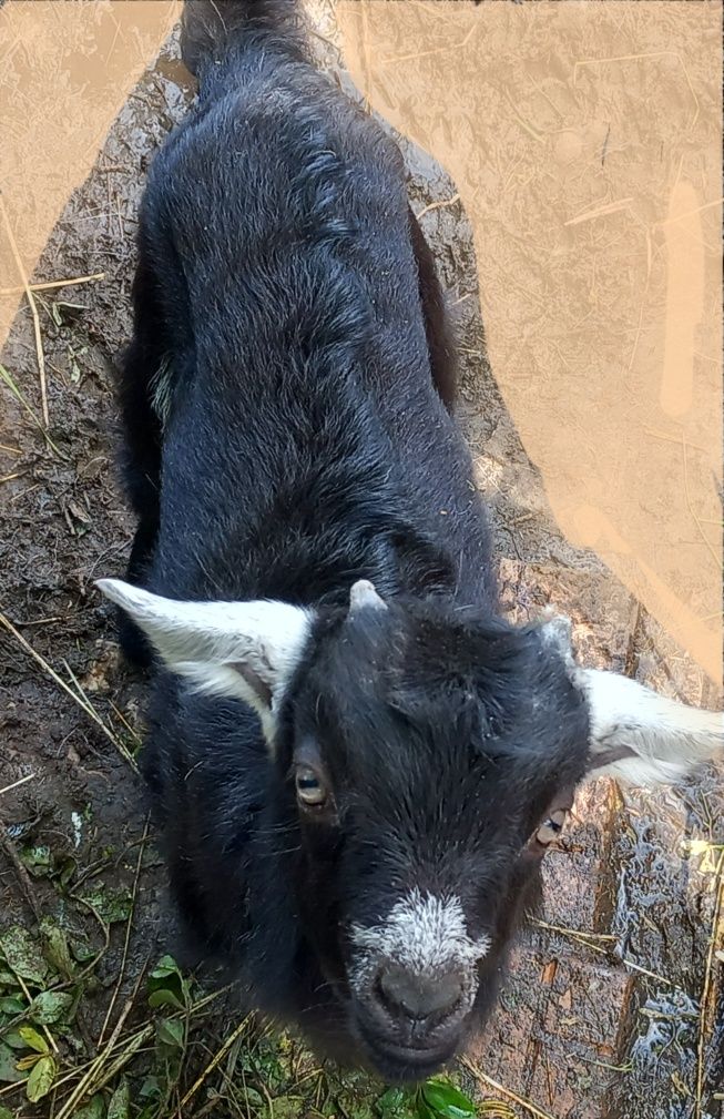 Vând capra+ieduțul.Capra are un an jumătate iar ieduțul are o lună.