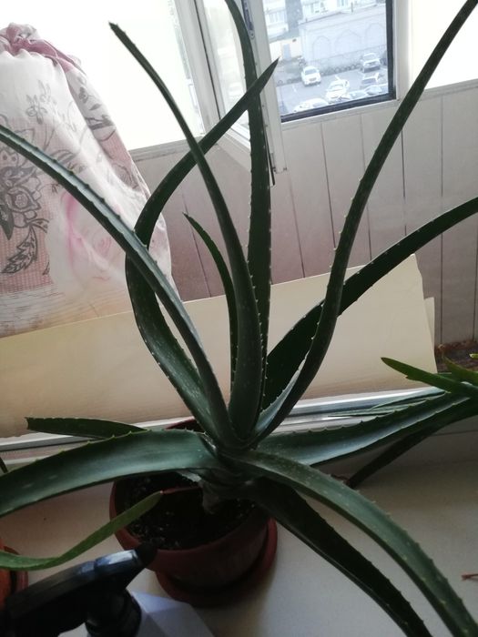 Продам АЛОЭ Вера, 3 года