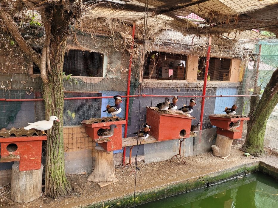 Pauni,fazani,porumbei,rate mandarine