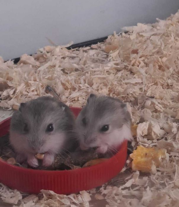 Puiuți de hamster foarte blânzi și drăguți