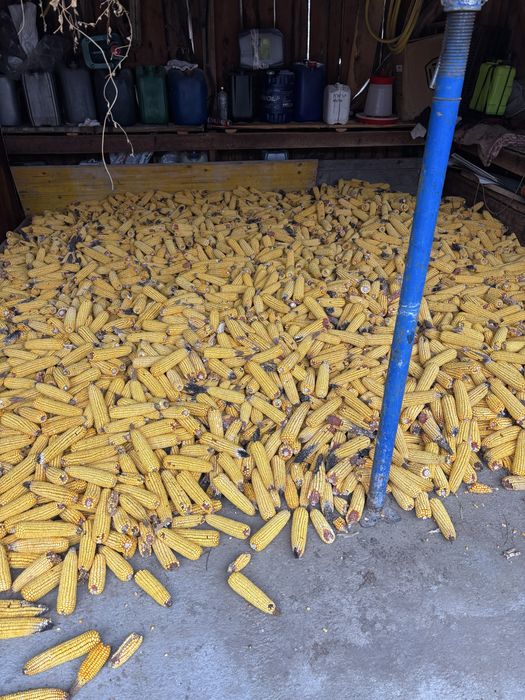 Vand porumb stiuleti