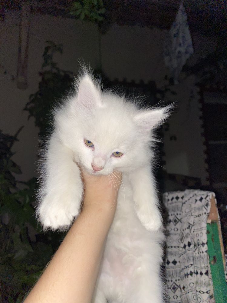 Котенок пародистый смашаны с сиямский и скотиш