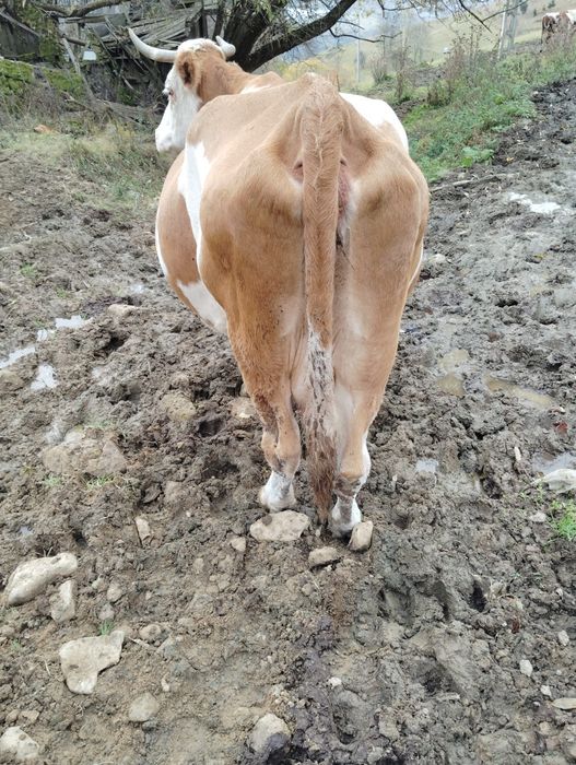 Vând vaca de 10 ani cu vițel.