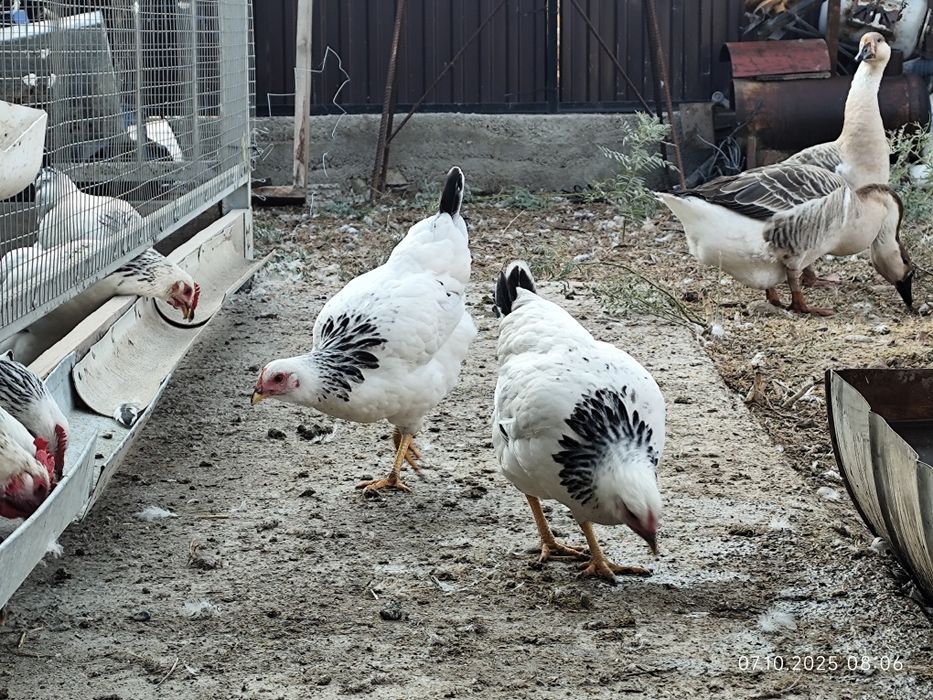 Куры несушки Адлерская серебристая