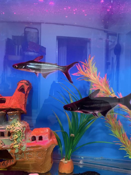 Baliqlar sotiladi 300 mindan