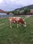 Vand vaca baltata romaneasca