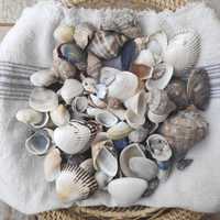 Морски комплект за декорация - черупки от рапани и охлюви, миди