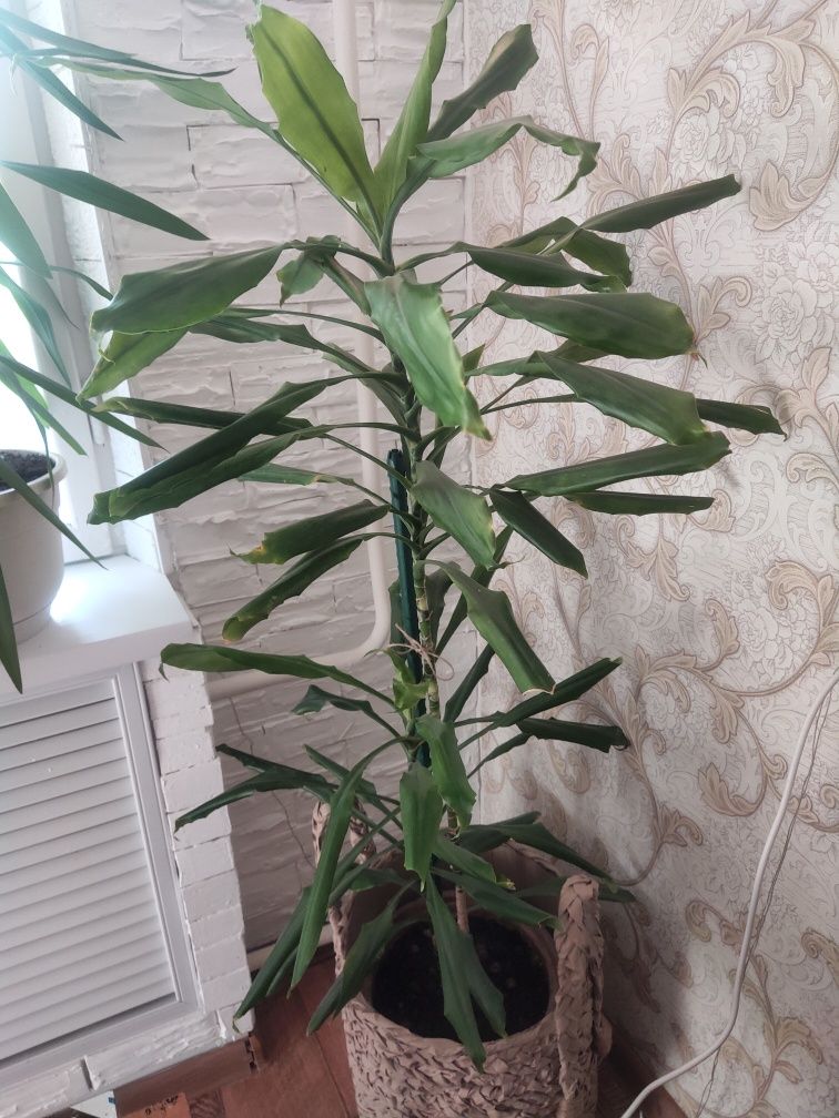 Продам комнатное растение 1.75 см высота
