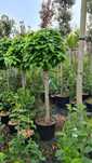Vand catalpa bungei nana