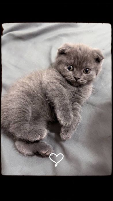 Мушук болалари сотилади