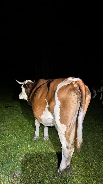 Vaca bălțată românească