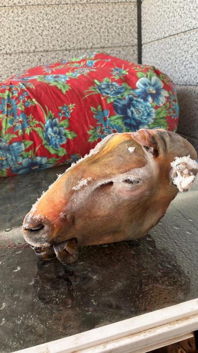 Қойдың басы гарантия