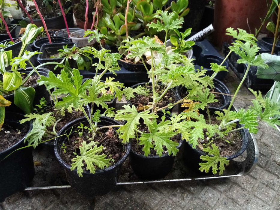 Индрише в саксия