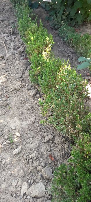 Buxus gard viu verde