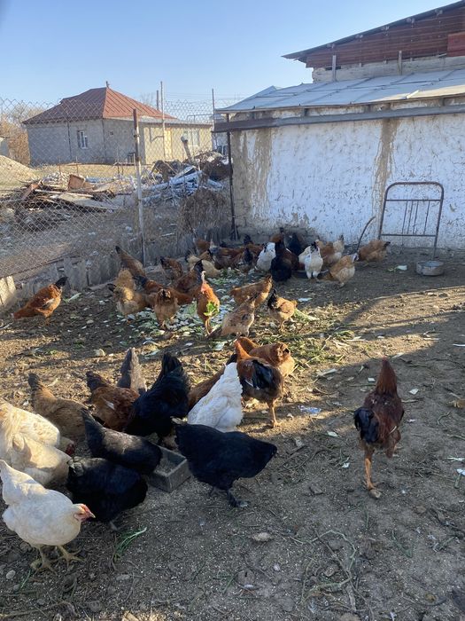 Тауық қораз куры петух