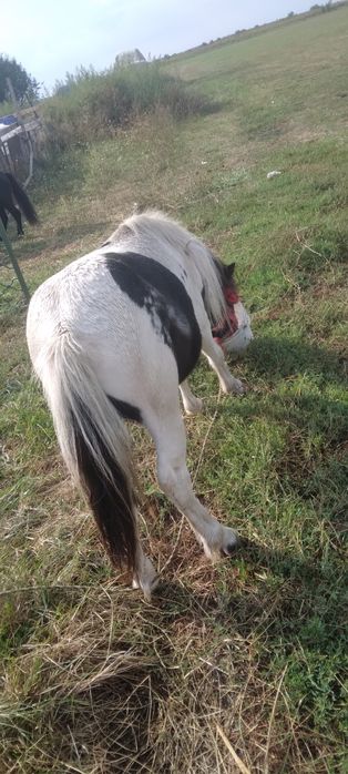 Vând doi armasar poneii 4 ani