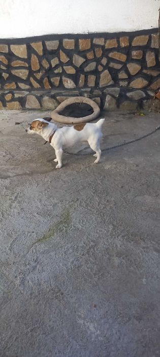 DJAK RASEL na 5 meseca sas vaksini i pasport