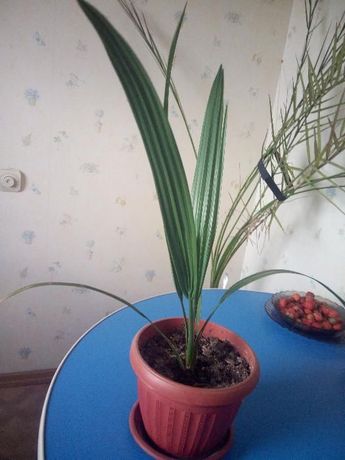 Финиковая пальма 80 см 5 лет