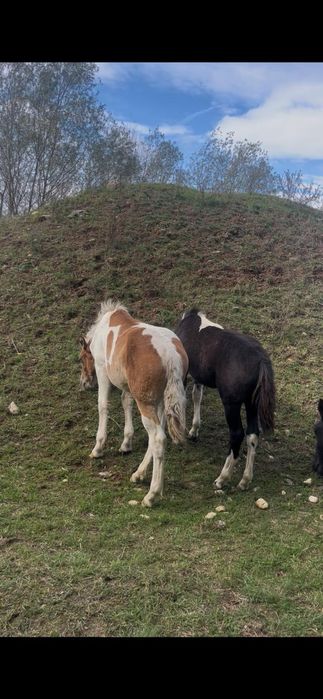 Vând 2 manji armăsari tarcati și o manza tarcată