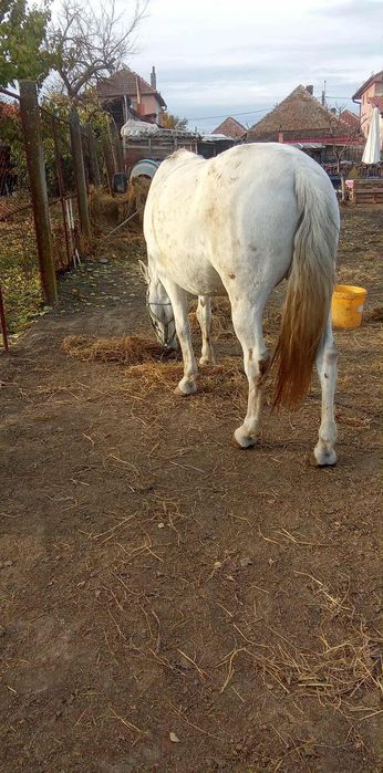 Vind iapă garantată deosebit de cuminte.