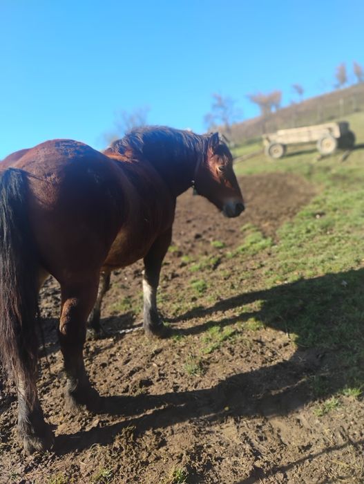 Vand mânză foarte cuminte