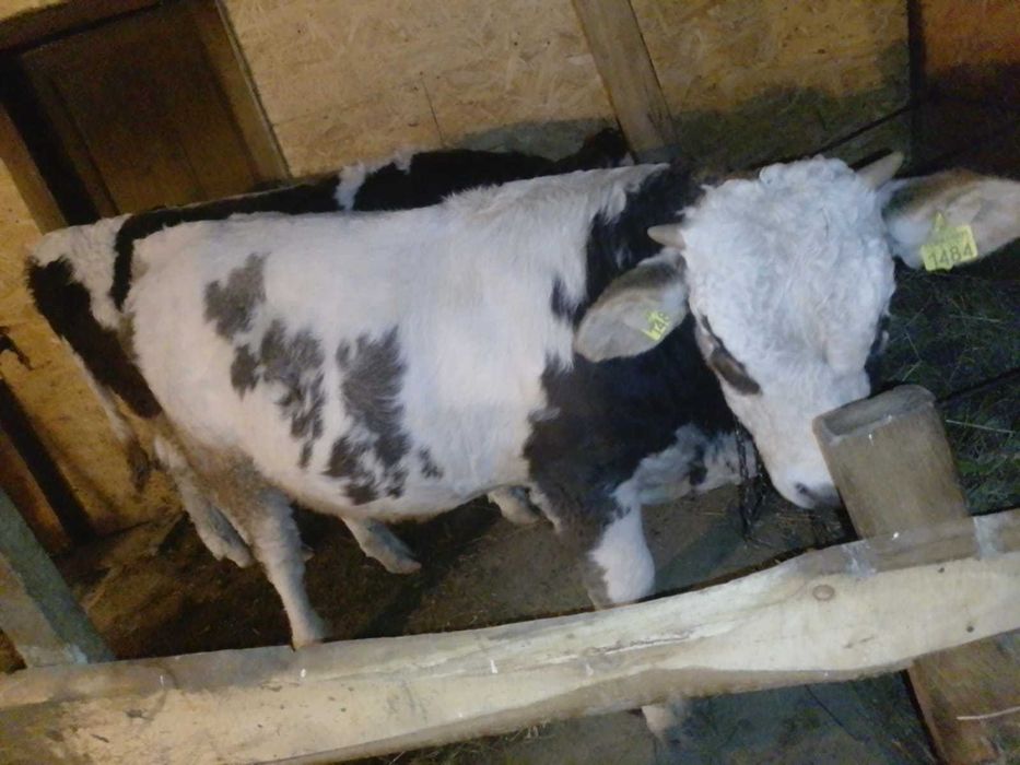 De vânzare tăurași