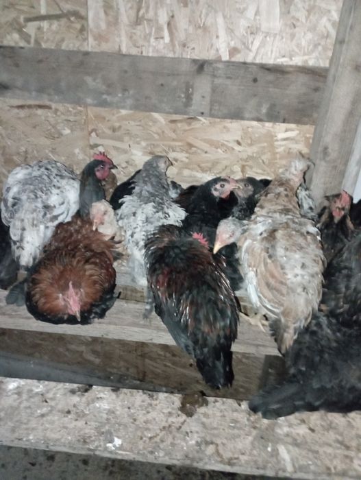 Cocosi piticii mixte