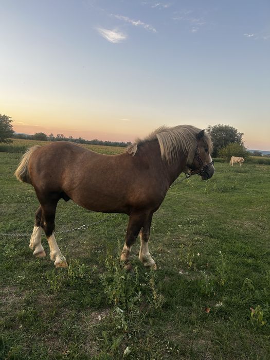 De vanzare mânz, varsta 2 ani.