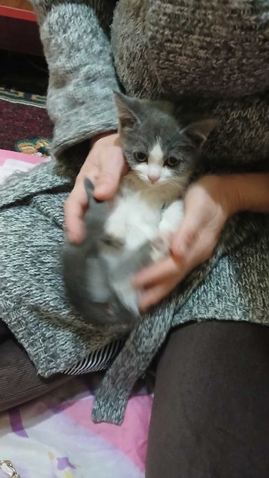 Котенок девочка бесплатно