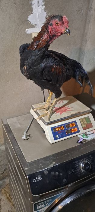 100 $ martskiy 4.4 kg joja