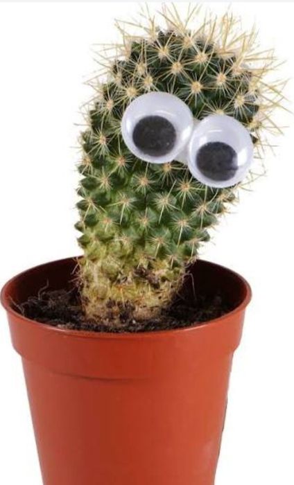 Кактусы зелёные цветущие