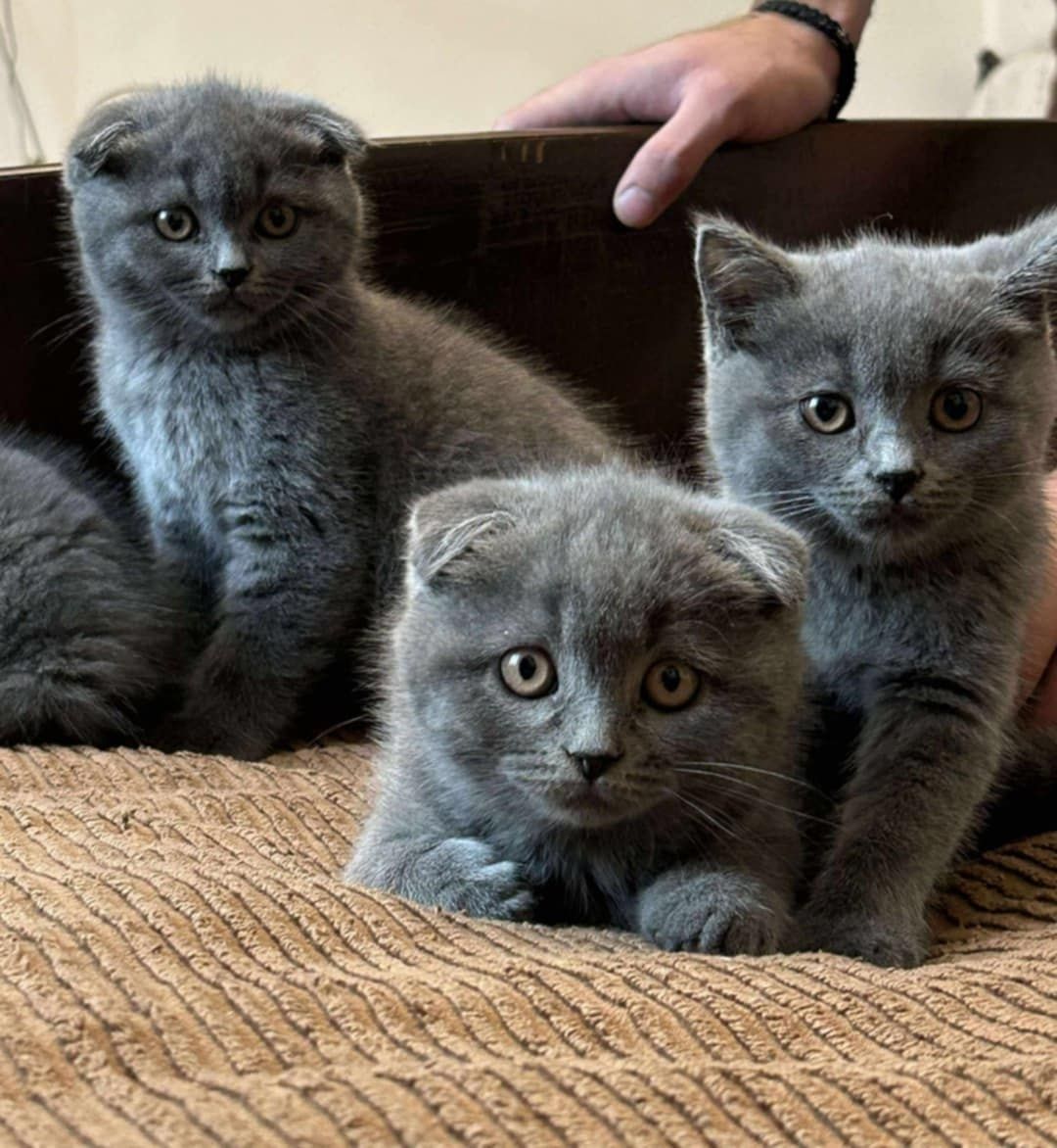 British-scottish fold