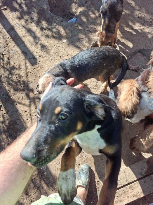 Подарявам кучета