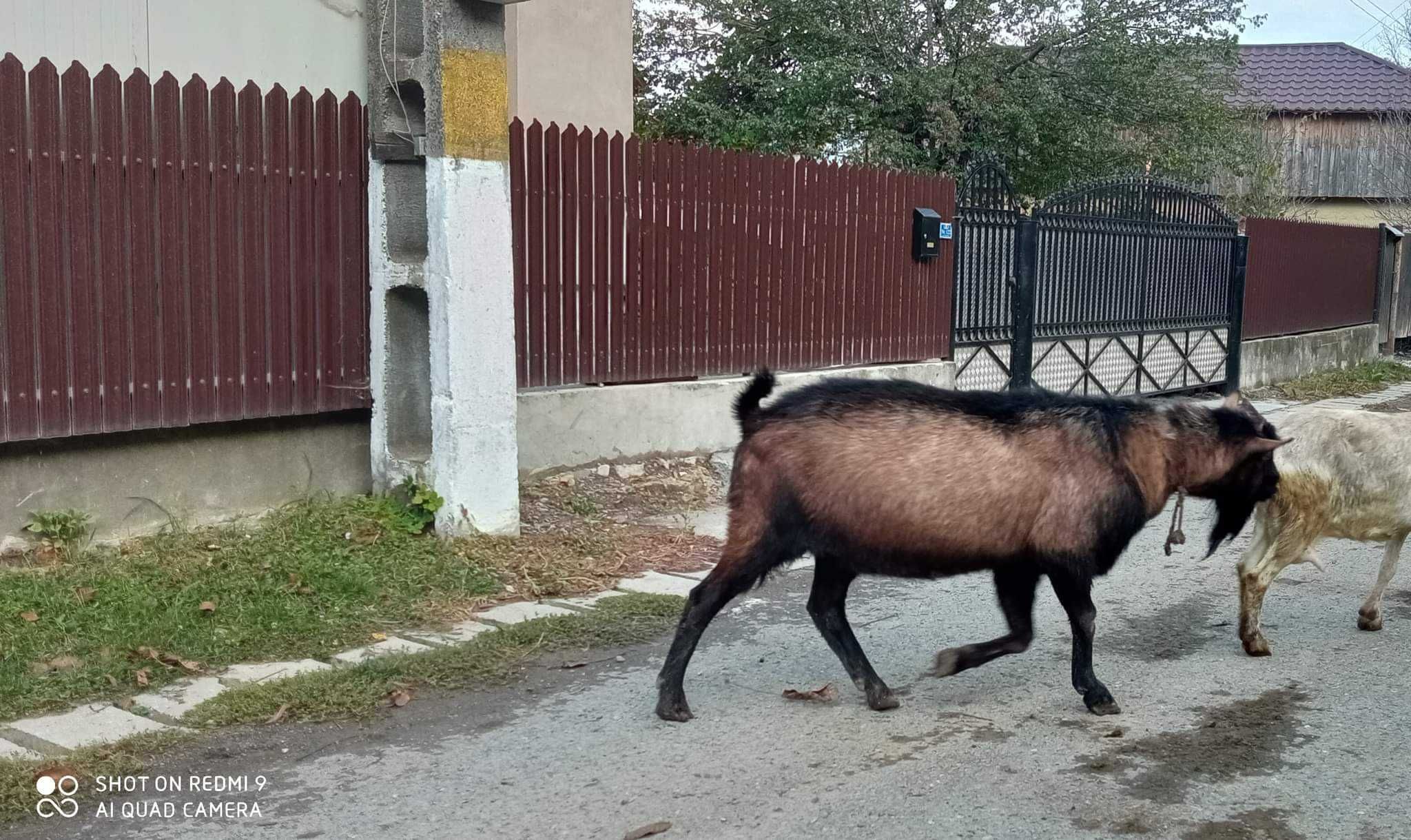 Țap  de rasa alpin francez