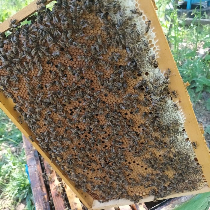 Пчелни семейства и пчелни отводки ДБ