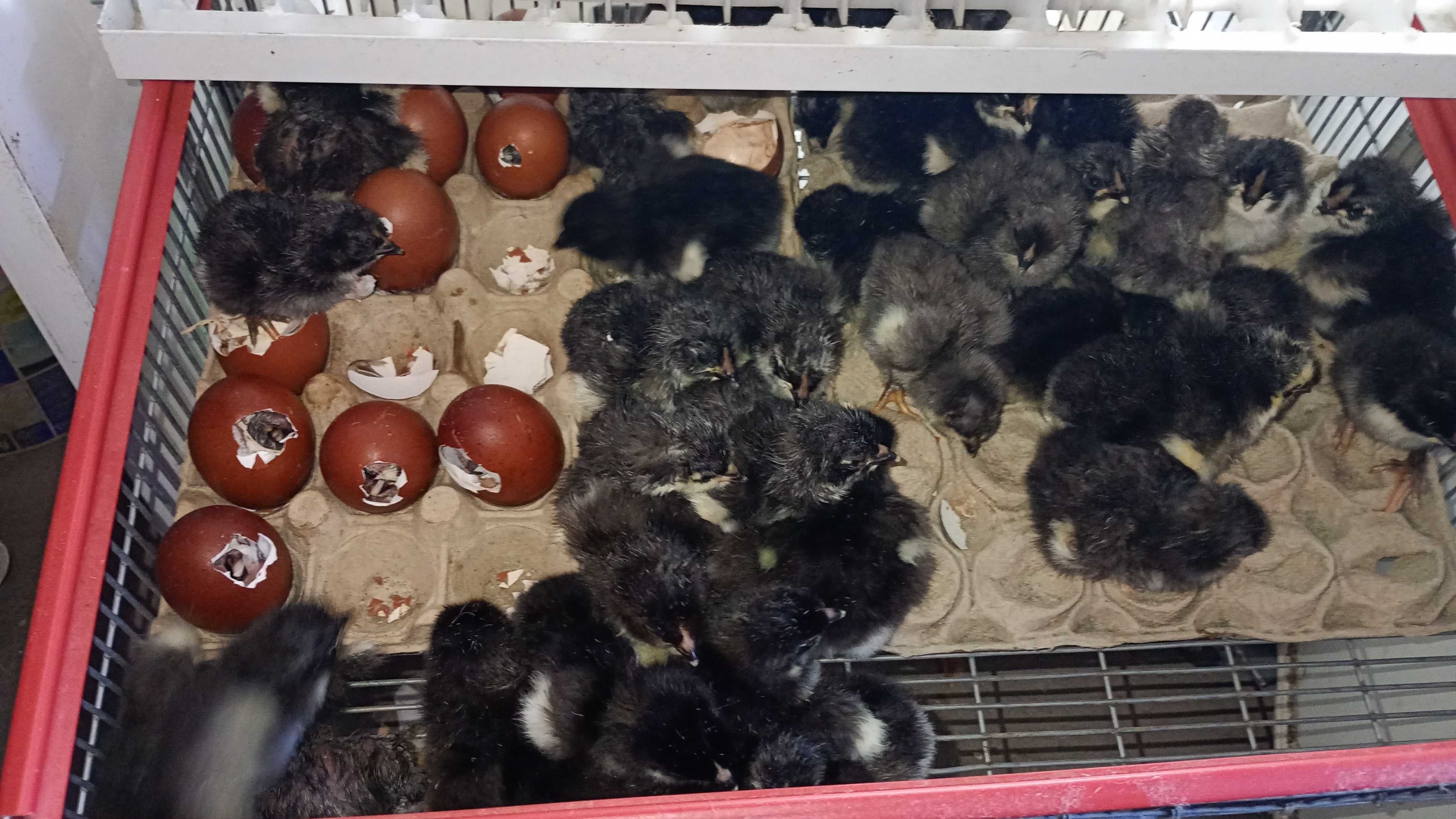 Pui Marans de vânzare pui Australorp Splash și pui olive
